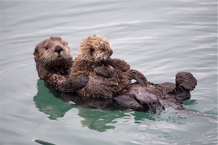 Loutres de mer femelles retient le chiot nouveau-né en flottant dans le détroit du Prince William, en Alaska, Centre-Sud, hiver Photographie de stock - Rights-Managed, Code: 854-03646107