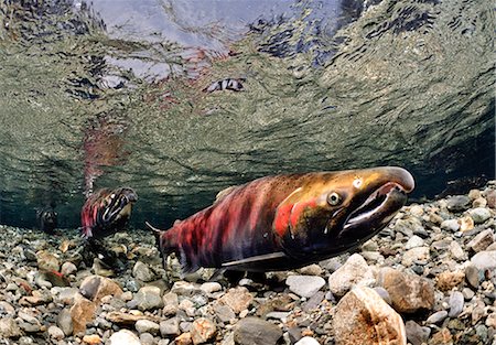 Mature Coho paired up for spawning in Power Creek, Copper River Delta, Prince William Sound, Southcentral Alaska Foto de stock - Con derechos protegidos, Código: 854-03646102