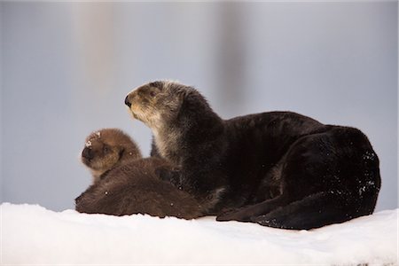 Female Sea Otter hauled out on a snow mound with newborn pup, Prince William Sound, Alaska, Southcentral, Winter Stock Photo - Rights-Managed, Code: 854-03646113