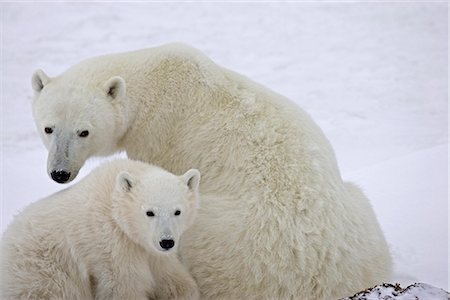 Ein Eisbär (Ursus Maritimus) Jungtier sitzt nahe bei seiner Mutter auf einem bewölkten Nachmittag in Churchill, Manitoba, Kanada, Winter Stockbilder - Lizenzpflichtiges, Bildnummer: 854-03646127