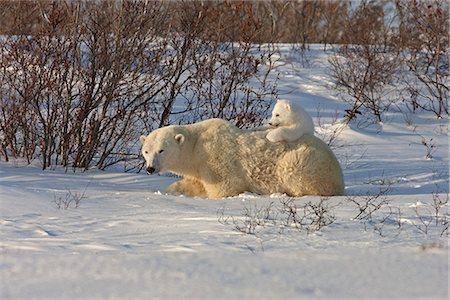 sow - A 12- 14 week Polar Bear (Ursus maritimus) relaxes on its mother's back, Wapusk National Park, Manitoba, Canada, Winter Stock Photo - Rights-Managed, Code: 854-03646137