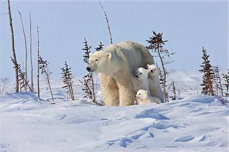 four (quantity) - Une truie ours polaire (Ursus maritimus) lits vers le bas pour se reposer avec ses oursons triplet, Parc National Wapusk, Manitoba, Canada, hiver Photographie de stock - Rights-Managed, Code: 854-03646139