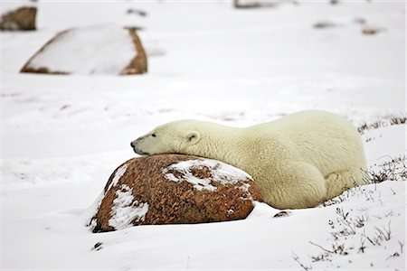 Un ours polaire (Ursus maritimus) utilise un rocher comme un oreiller au cours d'une brève sieste, Churchill, Manitoba, Canada, hiver Photographie de stock - Rights-Managed, Code: 854-03646147