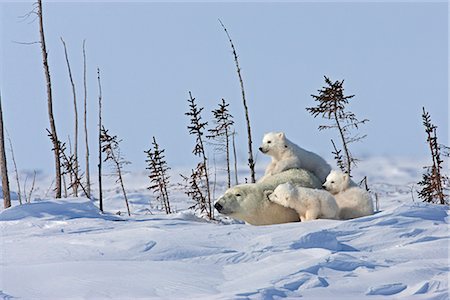 polar bear cubs in snow - A Polar Bear sow (Ursus maritimus) beds down for a rest with her triplet cubs , Wapusk National Park, Manitoba, Canada, Winter Stock Photo - Rights-Managed, Code: 854-03646140