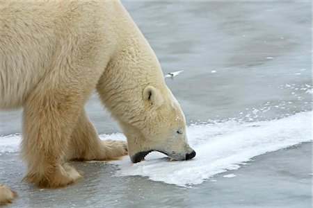 Ein Eisbär Eber nimmt einen Bissen von Eis stehen auf einem zugefrorenen See in Churchill, Manitoba, Kanada, Winter Stockbilder - Lizenzpflichtiges, Bildnummer: 854-03646142