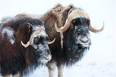 Portrait of a two bull muskoxen with their faces covered in snow, Alaska Wildlife Conservation Center, Portage, Southcentral Alaska, Winter, CAPTIVE Foto de stock - Con derechos protegidos, Código: 854-03646154
