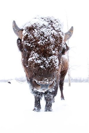 Close up portrait of a Wood Bison bull with his head covered in snow at the Alaska Wildlife Conservation Center, Portage, Southcentral Alaska, Winter, CAPTIVE Fotografie stock - Rights-Managed, Codice: 854-03646156
