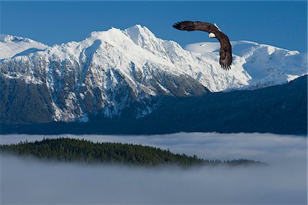 simsearch:854-05974450,k - Bald Eagle soars above the Inside Passage and Tongass National Forest with the Coast Mountains in the background, Southeast Alaska, Winter, COMPOSITE Stock Photo - Rights-Managed, Code: 854-03646158