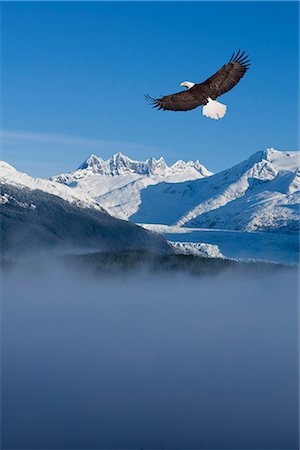 Aigle à tête blanche s'élève au-dessus de brouillard dans la forêt nationale de Tongass, avec la chaîne côtière et le Glacier de Mendenhall en arrière-plan, sud-est de l'Alaska, hiver, COMPOSITE Photographie de stock - Rights-Managed, Code: 854-03646159