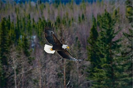 Un aigle à tête blanche s'élève au-dessus d'une forêt sempervirente, Cooper Landing, la péninsule de Kenai, centre-sud de l'Alaska, printemps Photographie de stock - Rights-Managed, Code: 854-03646164