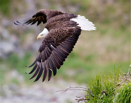 An female eagle flys protectively over her nest high in the rocks near Kukak Bay, Katmai National Park, Southwest Alaska, Summer Foto de stock - Con derechos protegidos, Código: 854-03646165