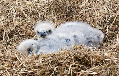 Close up of Bald Eagle chicks in nest above Kukak Bay, Katmai National Park, Southwest Alaska, Summer Foto de stock - Con derechos protegidos, Código: 854-03646166