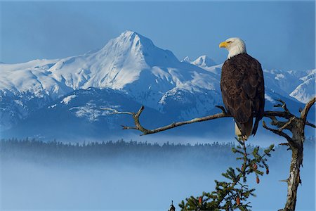 punto de observación - Bald Eagle perched on Spruce branch overlooking the Chilkat Mountains and fog filled Tongass National Forest, Southeast Alaska, Winter, COMPOSITE Foto de stock - Con derechos protegidos, Código: 854-03646167