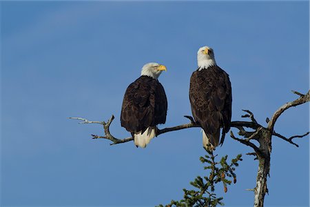 A pair of mated Bald Eagles perch in the morning sun in Alaska's Inside Passage, Southeast Alaska, Winter Stock Photo - Rights-Managed, Code: 854-03646168