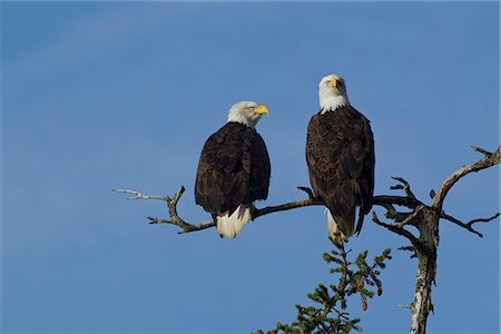 eagles - A pair of mated Bald Eagles perch in the morning sun in Alaska's Inside Passage, Southeast Alaska, Winter Stock Photo - Rights-Managed, Code: 854-03646168