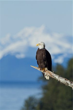 simsearch:854-05974213,k - A Bald Eagle perched in the top of a hemlock tree in Alaska's Inside Passage with the Tongass National Forest and snowy peaks of the Chilkat Mountains in the background, Southeast Alaska, Winter Stock Photo - Rights-Managed, Code: 854-03646169