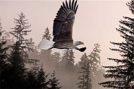 simsearch:400-08407796,k - Bald Eagle soars through mist in the Tongass National Forest, Southeast Alaska, Winter, COMPOSITE Foto de stock - Direito Controlado, Número: 854-03646161