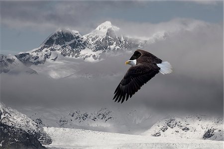 Bald Eagle soars above the snow and ice of Mendenhall Glacier in the background, Southeast Alaska, Winter, COMPOSITE Foto de stock - Con derechos protegidos, Código: 854-03646162