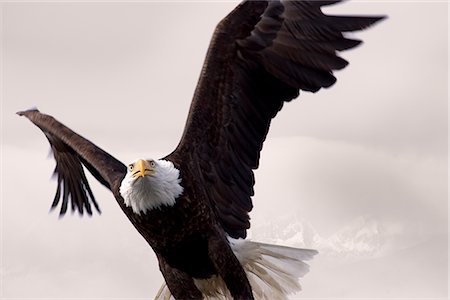 eagle winter - Bald Eagle in flight over Alaska's Tongass National Forest, Southeast Alaska, Winter, COMPOSITE Stock Photo - Rights-Managed, Code: 854-03646163