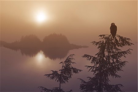 simsearch:854-03739505,k - Pygargue perchée en haut d'un arbre de pruche de l'Ouest avec vue sur les îles de l'Inside Passage et la forêt nationale de Tongass pendant un coucher de soleil brumeux dans le sud-est de l'Alaska, hiver, COMPOSITE Photographie de stock - Rights-Managed, Code: 854-03646175