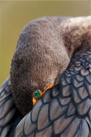 simsearch:400-05353068,k - Double-crested Cormorant sleeping with bill tucked in wing, Everglades National Park, Florida, USA Stock Photo - Rights-Managed, Code: 854-03646178