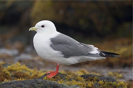 simsearch:854-03646186,k - Red-legged Kittiwake standing on a rock, Saint Paul Island, Pribilof Islands, Bering Sea, Southwest Alaska Stock Photo - Rights-Managed, Code: 854-03646187