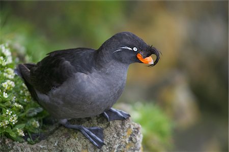 Crested Auklet perched on a rock surrounded by green vegetation, Saint Paul Island, Pribilof Islands, Bering Sea, Southwest Alaska Fotografie stock - Rights-Managed, Codice: 854-03646195
