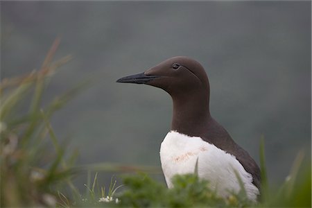 simsearch:854-03646214,k - Common Murre on Saint Paul Island, Pribilof Islands, Bering Sea, Southwest Alaska Stock Photo - Rights-Managed, Code: 854-03646190