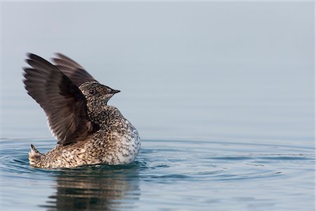 Kittlitz's Murrelet  flapping its wings, Prince William Sound, Alaska, Southcentral, Summer, IUCN Critically Endangered Foto de stock - Con derechos protegidos, Código: 854-03646204