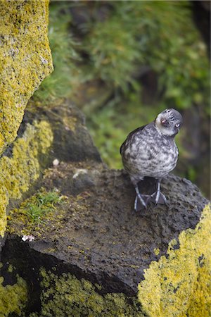Least Auklet perched on a lichen covered rock, Saint Paul Island, Pribilof Islands, Bering Sea, Southwest Alaska, Summer Fotografie stock - Rights-Managed, Codice: 854-03646205