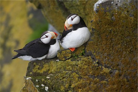 Horned Puffin pair perched on lichen covered cliff ledge during Summer, Saint Paul Island, Pribilof Islands, Bering Sea, Southwest Alaska Foto de stock - Direito Controlado, Número: 854-03646219