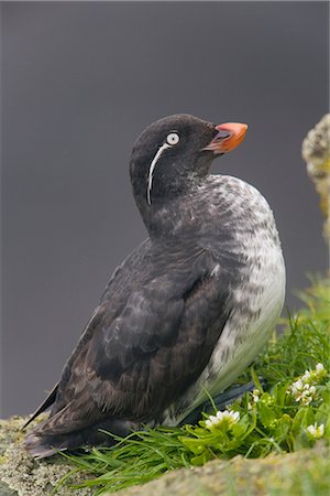 simsearch:854-03646186,k - Parakeet Auklet sitting in green vegetation on ledge during Summer, Saint Paul Island, Pribilof Islands, Bering Sea, Alaska Stock Photo - Rights-Managed, Code: 854-03646211