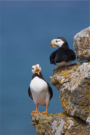 perched - Horned Puffin pair perched on rock ledge with the blue Bering Sea in background, Saint Paul Island, Pribilof Islands, Bering Sea, Southwest Alaska Stock Photo - Rights-Managed, Code: 854-03646228