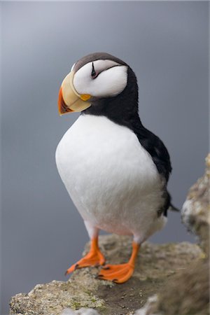 puffins on cliffs in alaska - Horned Puffin with wings outstretched, Saint Paul Island, Pribilof Islands, Bering Sea, Southwest Alaska Stock Photo - Rights-Managed, Code: 854-03646221