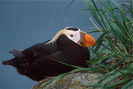 simsearch:854-03646196,k - Tufted Puffin perched on rock ledge, Saint Paul Island, Pribilof Islands, Bering Sea, Southwest Alaska Stock Photo - Rights-Managed, Code: 854-03646237