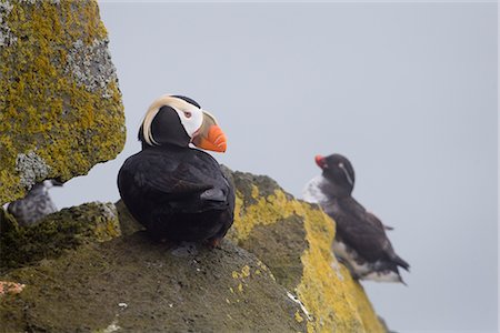 Tufted Puffin resting on rock ledge with a Parakeet Auklett in the background, Saint Paul Island, Pribilof Islands, Bering Sea, Southwest Alaska Stock Photo - Rights-Managed, Code: 854-03646239