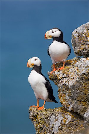 simsearch:854-03646271,k - Horned Puffin pair perched on rock ledge with the blue Bering Sea in background, Saint Paul Island, Pribilof Islands, Bering Sea, Southwest Alaska Stock Photo - Rights-Managed, Code: 854-03646230