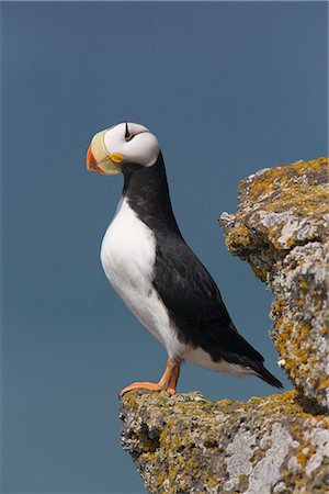 perche - Horned Puffin perched on rock ledge with the blue Bering Sea in background, Saint Paul Island, Pribilof Islands, Bering Sea, Southwest Alaska Stock Photo - Rights-Managed, Code: 854-03646231