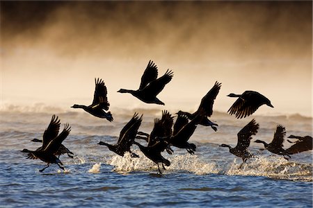 Canada Geese take flight on a misty winter morning in sub zero temps, Lynn Canal, Inside Passage, Southeast Alaska, Winter Foto de stock - Con derechos protegidos, Código: 854-03646249