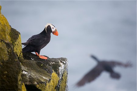 Papageitaucher auf Klippe Sims mit Dreifarben-Kormoran fliegt, Saint-Paul-Insel, Pribilof Islands, Beringmeer, Südwesten Alaskas getuftet Stockbilder - Lizenzpflichtiges, Bildnummer: 854-03646240