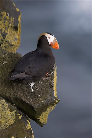 simsearch:854-03646186,k - Tufted Puffin sitting on cliff ledge in evening light, Saint Paul Island, Pribilof Islands, Bering Sea, Southwest Alaska Stock Photo - Rights-Managed, Code: 854-03646241