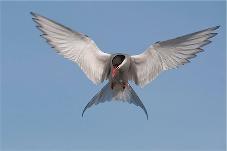 schweben - Eine Küstenseeschwalbe schwebt über Potter Marsh auf der Suche nach Fisch, Anchorage, South Central Alaska, Sommer Stockbilder - Lizenzpflichtiges, Bildnummer: 854-03646243