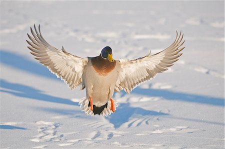 simsearch:400-06640889,k - Mallard drake with wings extended lands in snow near Chena River, Fairbanks, Interior Alaska, Winter, Digitally Altered Foto de stock - Direito Controlado, Número: 854-03646254