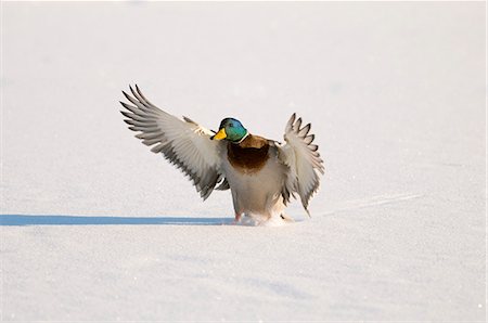 Mallard drake with wings extended lands in snow near Chena River, Fairbanks, Interior Alaska, Winter, Digitally Altered Stock Photo - Rights-Managed, Code: 854-03646252