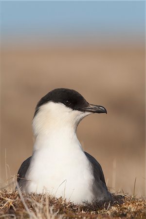 simsearch:854-03646203,k - Long-tailed Jaeger resting on tundra in early summer, Arctic Coastal Plain, National Petroleum Reserve, Barrow, Arctic, Alaska Stock Photo - Rights-Managed, Code: 854-03646265