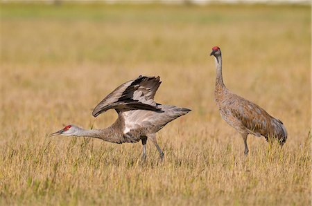 Two Lesser Sandhill Cranes, one with wings extended, stand in grass at Creamer's Field Migratory Waterfowl Refuge, Fairbanks, Interior Alaska, Summer Stock Photo - Rights-Managed, Code: 854-03646261
