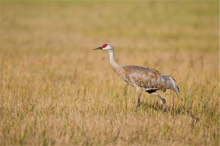 fairbanks - Lesser Sandhill Crane walks in grass at Creamer's Field Migratory Waterfowl Refuge, Fairbanks, Interior Alaska, Summer Fotografie stock - Rights-Managed, Codice: 854-03646262