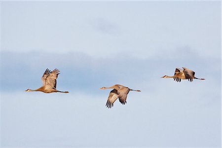 simsearch:854-03740141,k - View of three Sandhill Cranes in flight over Creamer's Field, Fairbanks, Interior Alaska Stock Photo - Rights-Managed, Code: 854-03646271