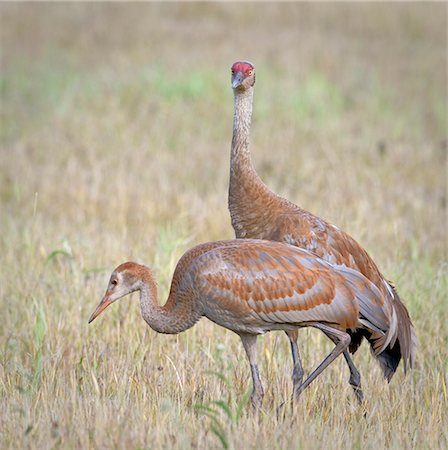 Two Sandhill Cranes forage in Creamer's Field, Fairbanks, Interior Alaska, Summer Stock Photo - Rights-Managed, Code: 854-03646272