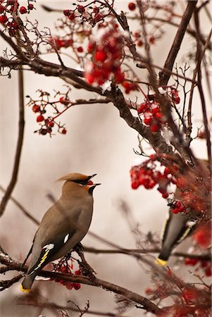 simsearch:854-03646186,k - A Bohemian Waxwing feasts on Mountain Ash berries in downtown Anchorage, Southcentral Alaska, Winter/n Stock Photo - Rights-Managed, Code: 854-03646273